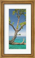 Framed Tree overhanging sea at Xtabi Hotel, Negril, Westmoreland, Jamaica