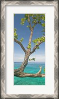 Framed Tree overhanging sea at Xtabi Hotel, Negril, Westmoreland, Jamaica