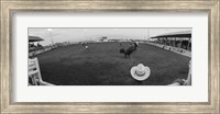 Framed Cowboy riding bull at rodeo arena, Pecos, Texas, USA
