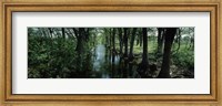 Framed Trees along Blanco River, Texas, USA