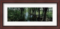 Framed Trees along Blanco River, Texas, USA