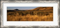 Framed Dry grass on a landscape, Texas, USA