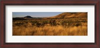 Framed Dry grass on a landscape, Texas, USA