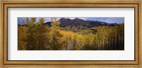 Framed Trees in autumn, Colorado