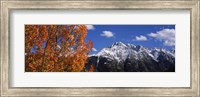 Framed Autumn Trees and snowcapped mountains, Colorado