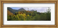 Framed Trees on a mountain, Five Sisters of Kintail, Glen Shiel, Highland Region, Scotland