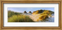 Framed Morning light on Forvie dunes, Newburgh, Aberdeenshire, Scotland