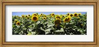 Framed Sunflower field, California, USA