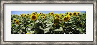 Framed Sunflower field, California, USA