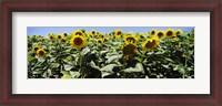 Framed Sunflower field, California, USA