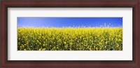 Framed Close up of Canola in bloom, Idaho