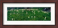 Framed Beargrass (Xerophyllum tenax) on a landscape, US Glacier National Park, Montana