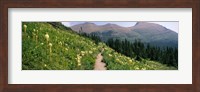 Framed Hiking trail with Beargrass (Xerophyllum tenax) at US Glacier National Park, Montana