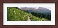Framed Hiking trail with Beargrass (Xerophyllum tenax) at US Glacier National Park, Montana