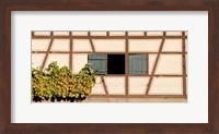 Framed Detail of half timber house and grape vines, Strumpfelbach, Baden-Wurttemberg, Germany