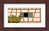 Framed Detail of half timber house and grape vines, Strumpfelbach, Baden-Wurttemberg, Germany