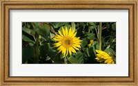 Framed Bee on sunflower, Baden-Wurttemberg, Germany