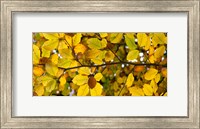 Framed Detail of autumn leaves, Baden-Wurttemberg, Germany