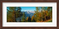 Framed Trees in autumn at Simplon Pass, Valais Canton, Switzerland (horizontal)