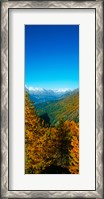 Framed Trees in autumn at Simplon Pass, Valais Canton, Switzerland (vertical)