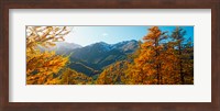 Framed Larch trees in autumn at Simplon Pass, Valais Canton, Switzerland