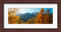 Framed Larch trees in autumn at Simplon Pass, Valais Canton, Switzerland