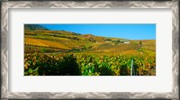 Framed Vineyards in Valais Canton, Switzerland