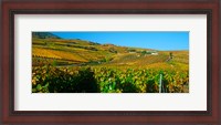 Framed Vineyards in Valais Canton, Switzerland