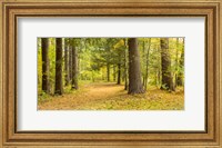 Framed Forest in autumn, New York State, USA