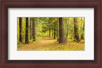 Framed Forest in autumn, New York State, USA