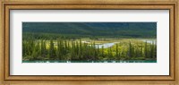 Framed Trees on a hill, Bow Valley Parkway, Banff National Park, Alberta, Canada