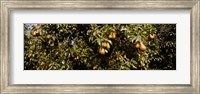 Framed Close Up of Pear trees in an orchard, Hood River, Oregon