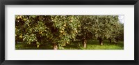 Framed Pear trees in an orchard, Hood River, Oregon