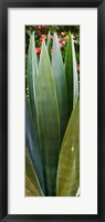 Framed Close-up of a domestic Agave plant, Baja California, Mexico
