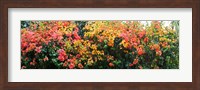 Framed Bougainvillea flowers in garden, St. John, US Virgin Islands