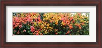 Framed Bougainvillea flowers in garden, St. John, US Virgin Islands