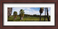 Framed Grove of Mexican fan palm trees near Las Palmas Beach, Todos Santos, Baja California Sur, Mexico