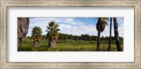 Framed Grove of Mexican fan palm trees near Las Palmas Beach, Todos Santos, Baja California Sur, Mexico