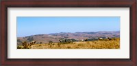 Framed Herd of Roosevelt elk (Cervus canadensis roosevelti) at Point Reyes National Seashore, Marin County, California, USA