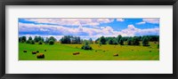 Framed Hay bales in a landscape, Michigan, USA