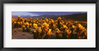 Framed Cholla cactus at sunset, Joshua Tree National Park, California