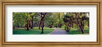Framed Trees in a public park, Central Park, Manhattan, New York City, New York State, USA