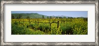 Framed Wild mustard in a vineyard, Napa Valley, California