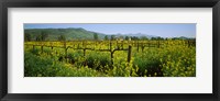 Framed Wild mustard in a vineyard, Napa Valley, California