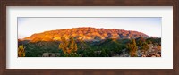 Framed Trees on a hill, Flinders Ranges, Hawker, South Australia, Australia