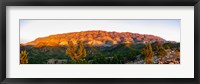 Framed Trees on a hill, Flinders Ranges, Hawker, South Australia, Australia