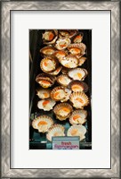 Framed Tasmanian oysters for sell in the Central Market, Adelaide, South Australia, Australia
