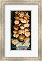 Framed Tasmanian oysters for sell in the Central Market, Adelaide, South Australia, Australia