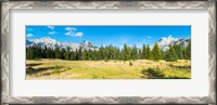 Framed Trees with mountain range in the background, Banff National Park, Alberta, Canada