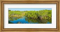Framed Reflection of trees in a lake, Everglades National Park, Florida